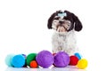 Dog shih tzu with threadballs isolated on white background