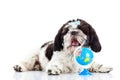 Dog Shihtzu isolated on white background pet globe Royalty Free Stock Photo