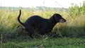 Dog shitting in grass field, Dachshund shit in the park