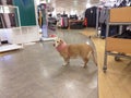 Dog in shopping mall, department store waiting for shopping mistress.