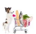 Dog with shopping trolley full of food. isolated on white background Royalty Free Stock Photo