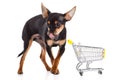Dog with shopping trolly isolated on white background Royalty Free Stock Photo