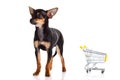 Dog with shopping trolly isolated on white background Royalty Free Stock Photo