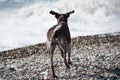 Brown shorthaired pointer walks on pebbly shore of sea on waves. Dog is a short haired hunting dog breed with drooping ears. Walk Royalty Free Stock Photo