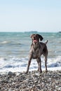 Kurzhaar Brown stands against sea on pebble beach with crazy funny eyes and open mouth. Dog is a short haired hunting dog breed Royalty Free Stock Photo