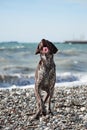 Kurzhaar Brown stands against sea on pebble beach with crazy funny eyes and open mouth. Dog is a short haired hunting dog breed Royalty Free Stock Photo