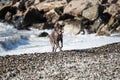 Brown shorthaired pointer walks on pebbly shore of sea on waves. Dog is a short haired hunting dog breed with drooping ears. Walk Royalty Free Stock Photo