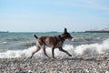 Brown shorthaired pointer walks on pebbly shore of sea on waves. Dog is a short haired hunting dog breed with drooping ears. Walk Royalty Free Stock Photo