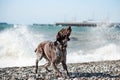 Brown shorthaired pointer walks on pebbly shore of sea on waves. Dog is a short haired hunting dog breed with drooping ears. Walk Royalty Free Stock Photo