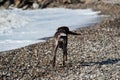 Brown shorthaired pointer walks on pebbly shore of sea on waves. Dog is a short haired hunting dog breed with drooping ears. Walk Royalty Free Stock Photo