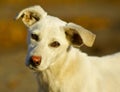 dog with short white hair and black eyes Royalty Free Stock Photo