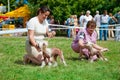 Dog show Royalty Free Stock Photo