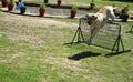 Dog-15, Dog Show, Bikaner, Rajasthan, India