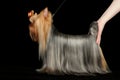 Dog show participant demonstrates Yorkshire Terrie