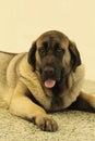 Dog show - portrait of a Spanish Mastiff