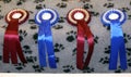 Dog show winner ribbons in a row Royalty Free Stock Photo