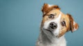 Dog Displays Funny Confused Look With Tilted Head and Raised Eyebrows Against a Blue Background Royalty Free Stock Photo