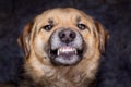 The dog shows teeth. Angry dog is ready to bite. Caution is an evil dog_ Royalty Free Stock Photo