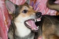 The dog shows teeth. A dog\'s grin. Angry dog.