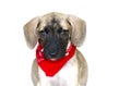 Dog Shy Guilty Looking Face Adopt Isolated White Background Royalty Free Stock Photo