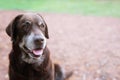 Dog shy guilty is a shelter hound dog waiting looking up with lonely eyes an intense stare outdoors Royalty Free Stock Photo