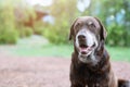 Dog shy guilty is a shelter hound dog waiting looking up with lonely eyes an intense stare outdoors Royalty Free Stock Photo