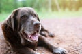 Dog shy guilty is a shelter hound dog waiting looking up with lonely eyes an intense stare outdoors in nature Royalty Free Stock Photo