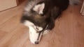 Dog siberian husky lying on the wooden floor indoor, sniffing and licking