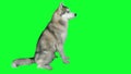 Dog siberian hasky. Green screen highly detailed 4K footage. Clean alpha. Shot on black magic camera 4K.