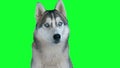 Dog siberian hasky. Green screen highly detailed 4K footage. Clean alpha. Shot on black magic camera 4K.