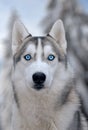 Dog siberian hasky on winter background