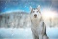 Dog siberian hasky on winter background