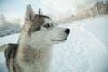 Dog siberian hasky on winter background