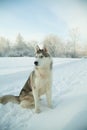 Dog siberian hasky on winter background