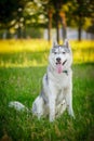 Dog. Siberian Husky. Autumn. Royalty Free Stock Photo
