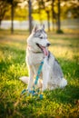 Dog. Siberian Husky. Autumn. Royalty Free Stock Photo