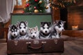 Dog Siberian Husky Royalty Free Stock Photo