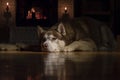 Dog siberian husky lies in the living room in front of the fireplace with fire