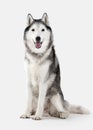 Dog. Siberian Husky on white background Royalty Free Stock Photo
