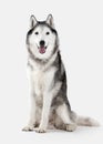 Dog. Siberian Husky on white background