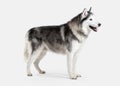 Dog. Siberian Husky on white background Royalty Free Stock Photo