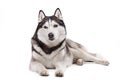 Dog Siberian husky on a white background