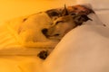 Dog sick , ill or sleeping Royalty Free Stock Photo