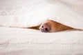 Dog sick , ill or sleeping Royalty Free Stock Photo