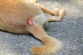 Dog that are sick are skin diseases