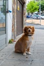 Dog on the sidewalk tied to the door of a small supermarket waiting for his owner Royalty Free Stock Photo