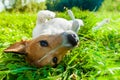 Dog siesta at park Royalty Free Stock Photo