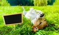 Dog siesta at park Royalty Free Stock Photo