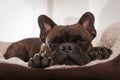 Dog siesta sleep Royalty Free Stock Photo