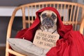 Dog with sign `Please don`t buy fireworks. I am scared` hiding under blanket